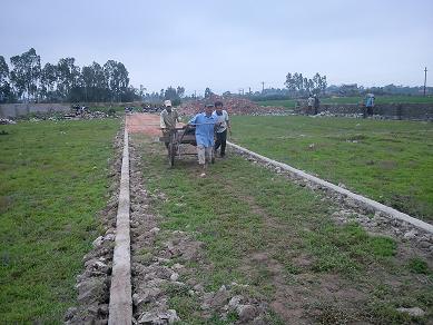 tiêu hủy lợn tai xanh